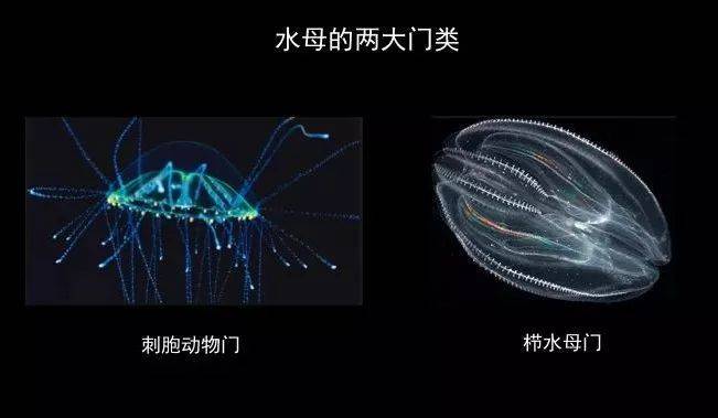 还有一种水母叫立方水母,它才是水母里面最毒的品种