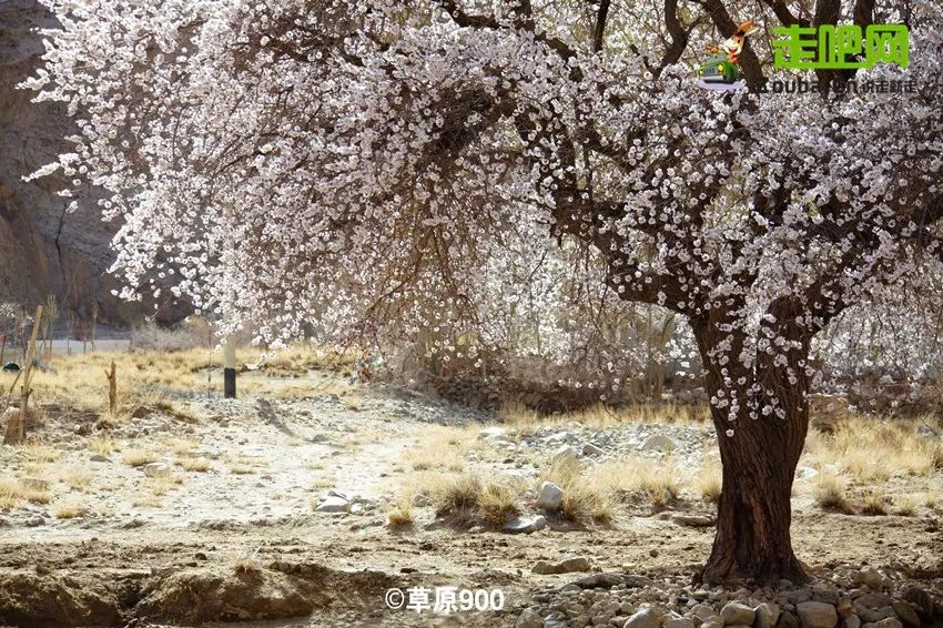帕米尔杏花村的极致诱惑!穿越绝美公路探秘中国最难到达的村庄