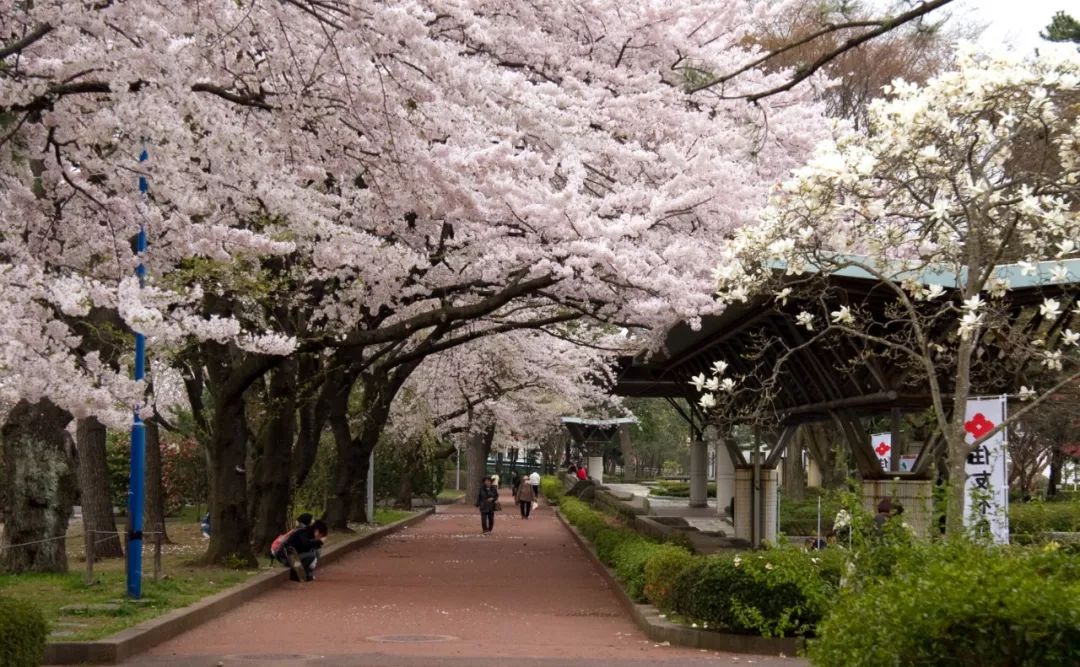 人少花美 日本樱花季当地人都去东北这块宝藏赏樱地