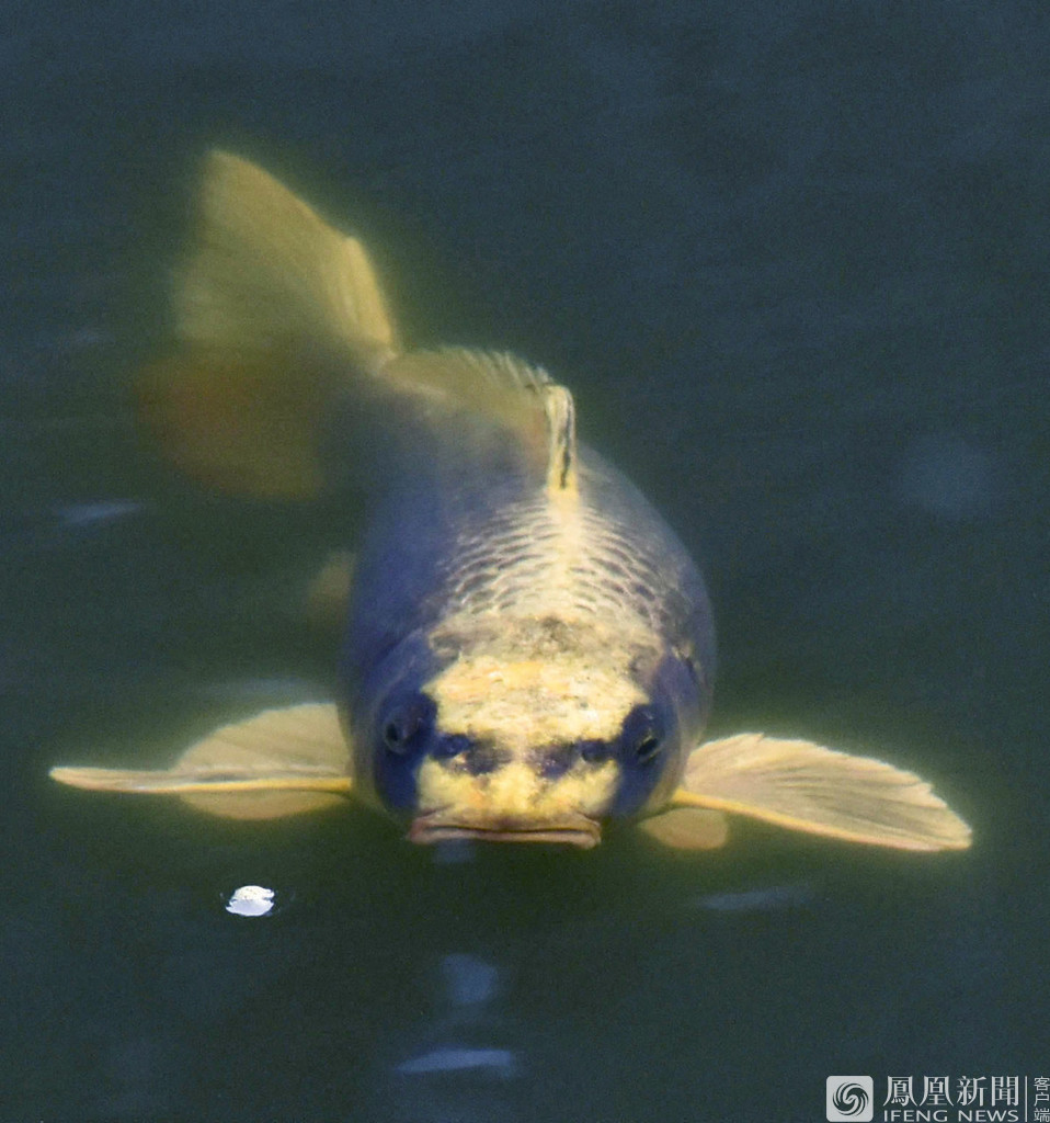 日本＂人脸＂鲤鱼 盘点那些奇形怪状的动物（图片）