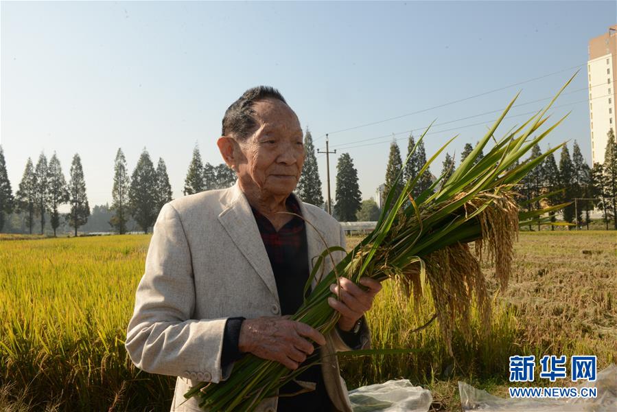 （爱国情奋斗者·图文互动）（3）一颗稻谷里的爱国情怀——记“杂交水稻之父”袁隆平
