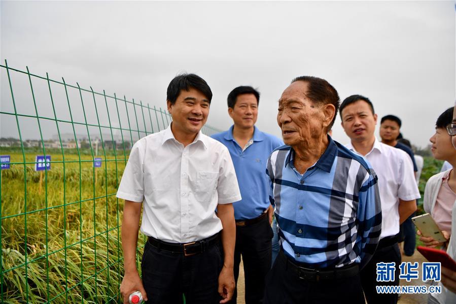 （爱国情奋斗者·图文互动）（1）一颗稻谷里的爱国情怀——记“杂交水稻之父”袁隆平