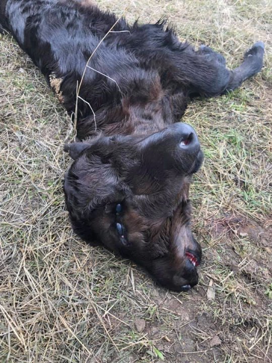 美国农场诞生双头牛图