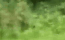 不要命！印度男子遭猛虎追捕 边逃命边录像