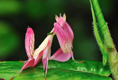 粉色兰花螳螂图片