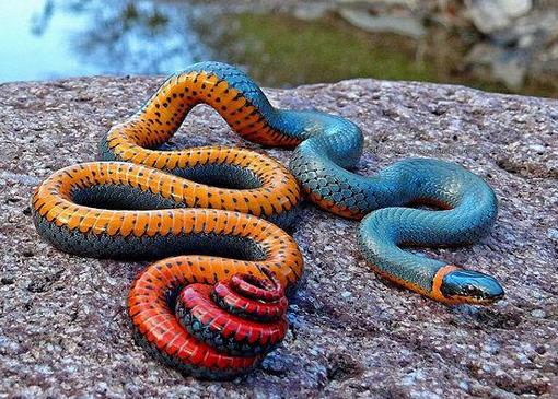 帝王颈环蛇,还真的红黄蓝三色齐了