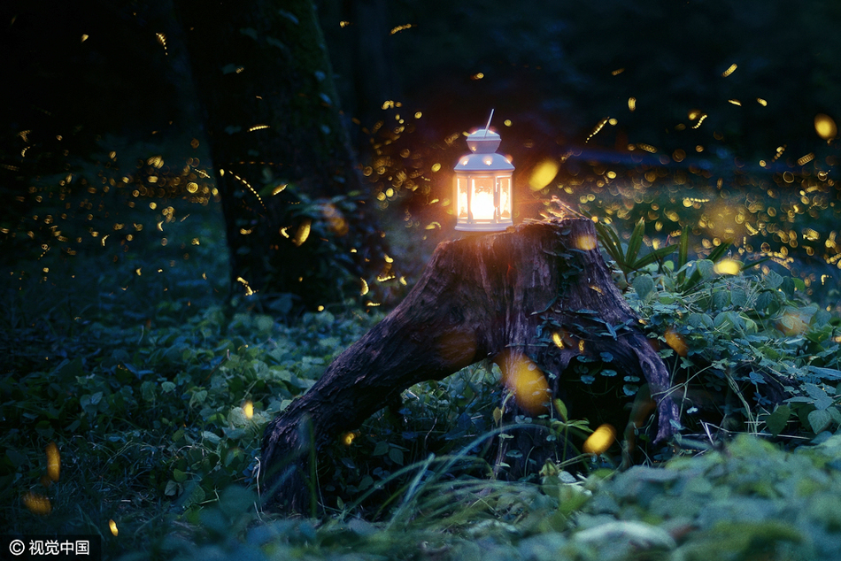 南京灵谷寺:萤火虫之夏