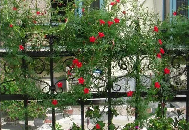 【转载】你家种上这20款爬藤植物, 隔热降温还净化空气!