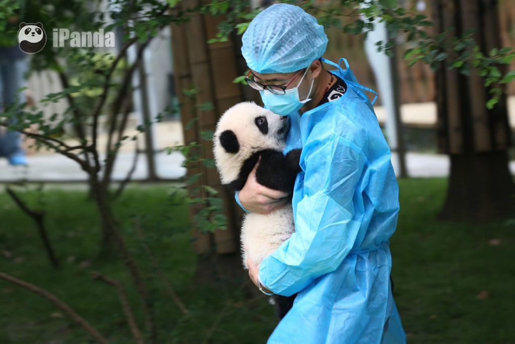 图为工作人员抱着熊猫宝宝.
