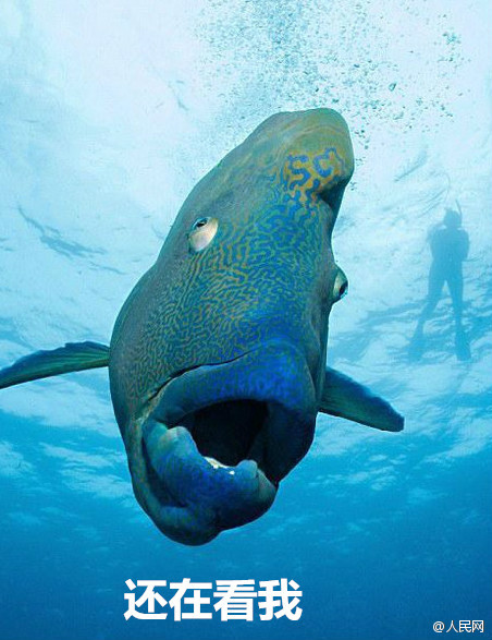 深海里大家谁也看