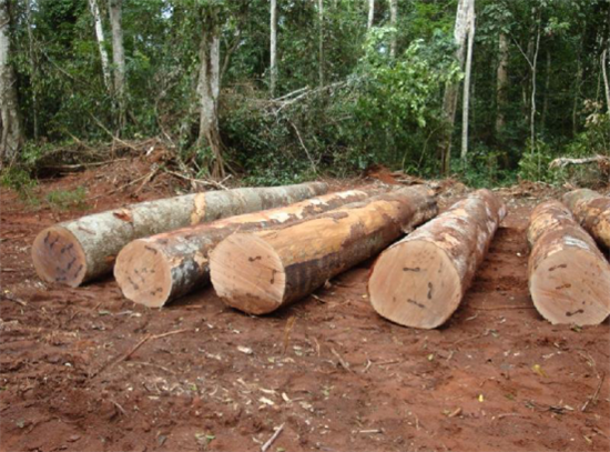 古老非洲的恩赐——"木中黄金"圆盘豆