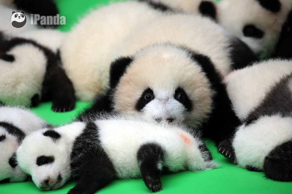 图为熊猫宝宝们.