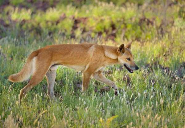 澳洲野狗成灾 专家:做狗肉罐头卖给中国