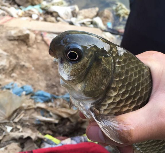 男子钓上来一条怪鱼长得像老鹰吓得他立刻放了生