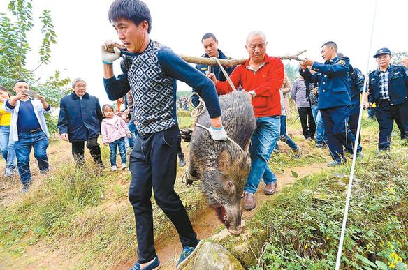 重庆警察击毙伤人野猪