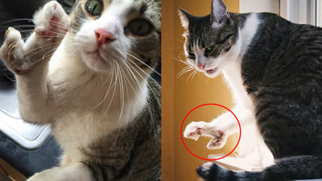 "龙虾猫"天生有爪形足 这手让它受了这么多苦