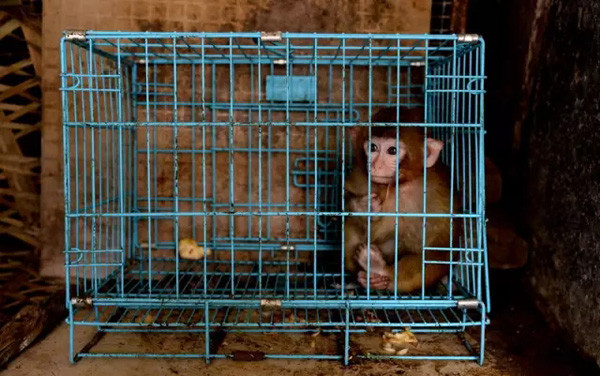 动物园里一只小猴子被关在宠物笼内.