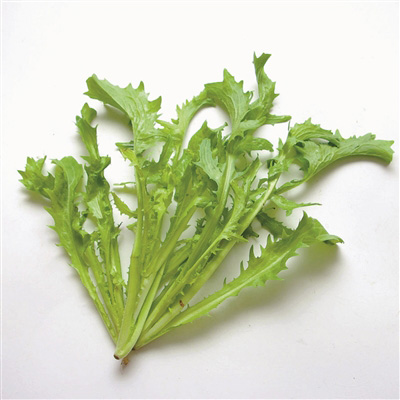 大烟苗到底能不能吃? 市场里买一袋大烟苗以为是苦菊