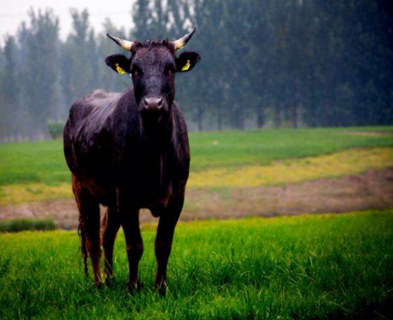 5日,全国人大代表,青岛农业大学教授,山东布莱凯特黑牛科技股份有限