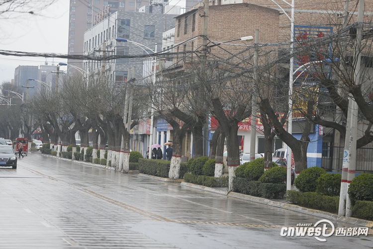 修地铁移树木 带走的是绿茵还是记忆?