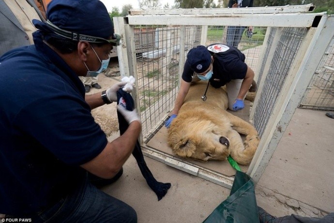 在第一次救援受阻的情况下,动物慈善组织再次交涉,成功将其送离伊拉克
