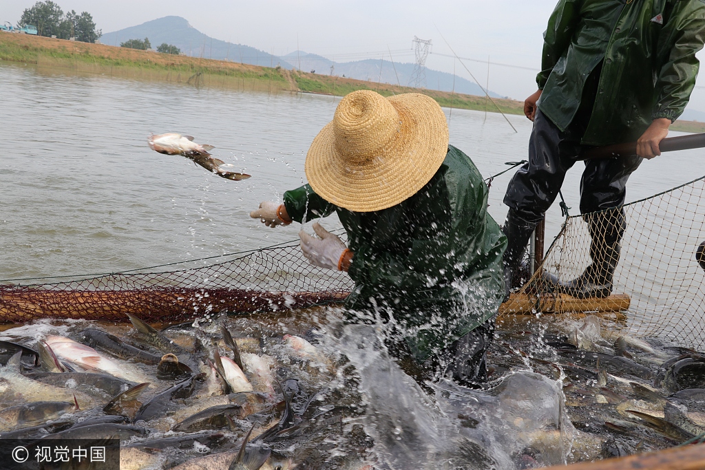 安徽漁民捕魚現場 20000斤河魚捕撈上岸