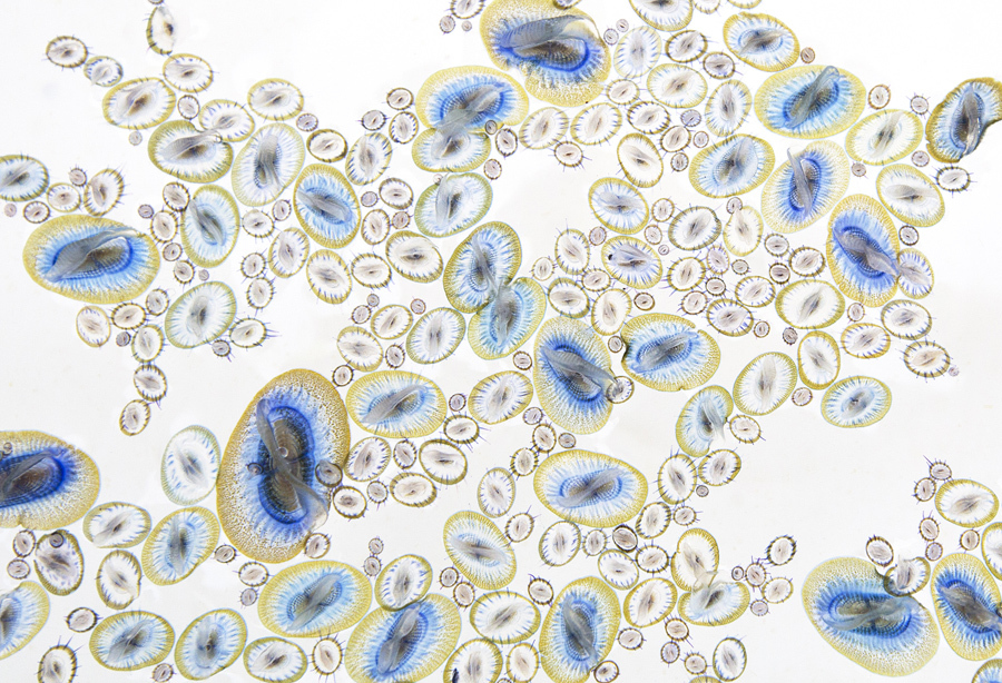 外表的像是在显微镜下的单细胞生物,但你实际上是一个装满帆水母的桶