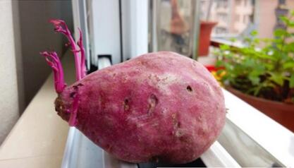 注意:紫薯发芽别吃 有毒!