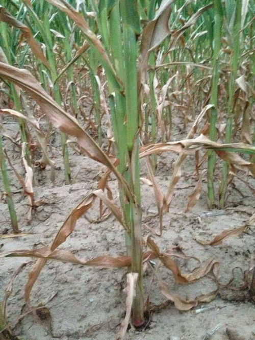 夏天玉米受旱的图片图片
