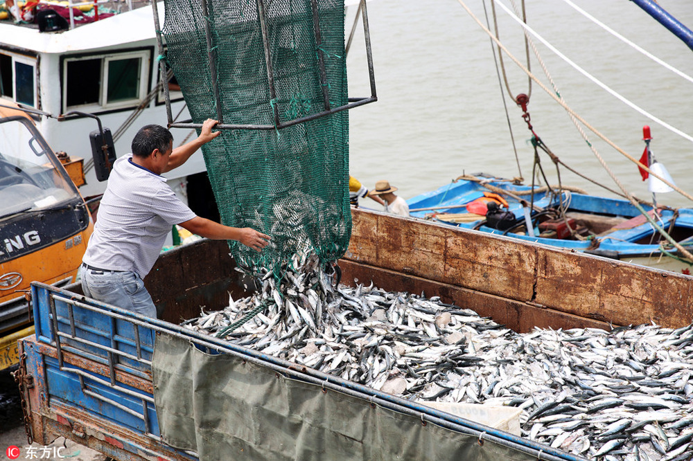 浙江舟山渔民首捕归来 鱼满仓