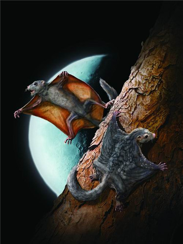 可以滑翔的远古哺乳动物