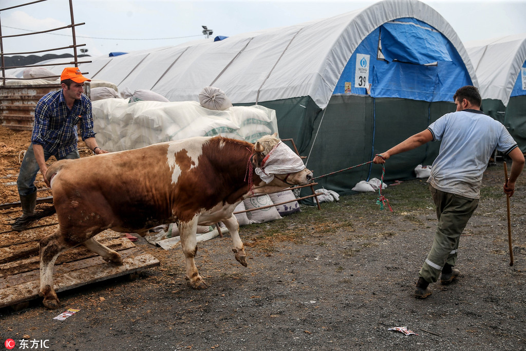 土耳其伊斯坦布尔,牲畜市场为即将到来的穆斯林宰牲节(古尔邦节)做