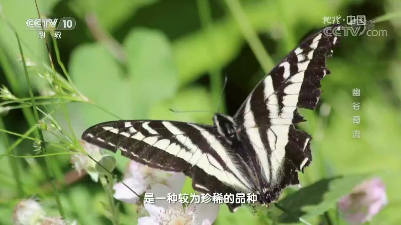 河中無魚蝌蚪十釐米 專家介入