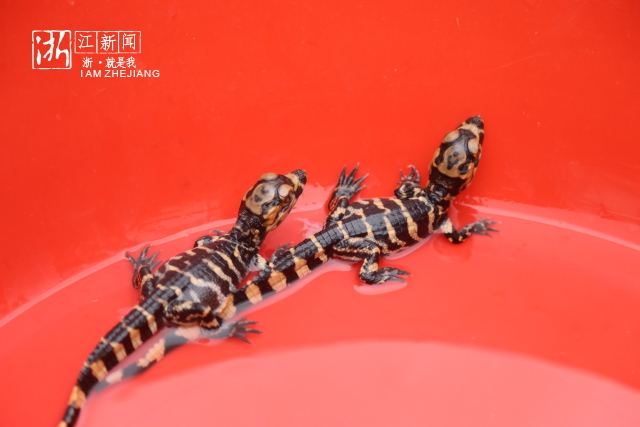 浙江扬子鳄保护区首次人工孵化鳄宝宝 - acfun弹幕视频网 - 认真你就