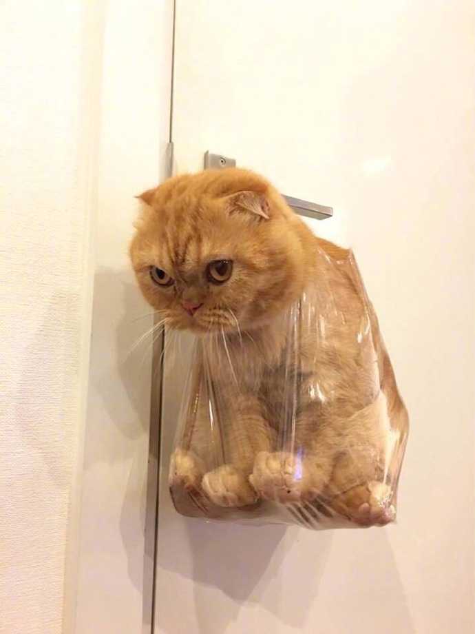 囧图我没有拖延症我只是懒得干正事