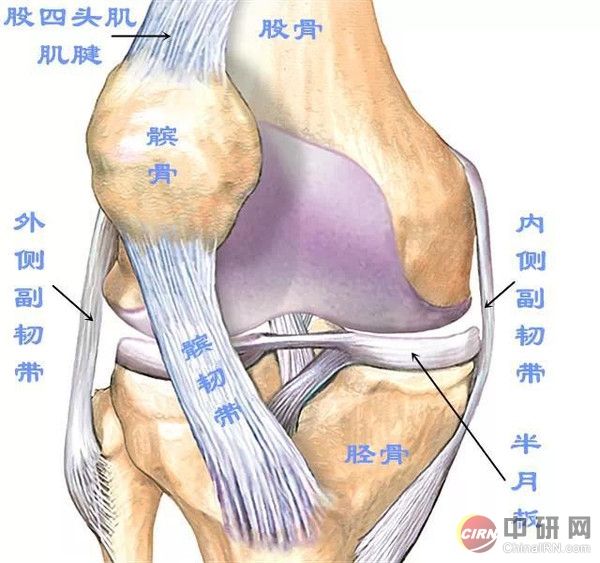 小腿筋骨图图片