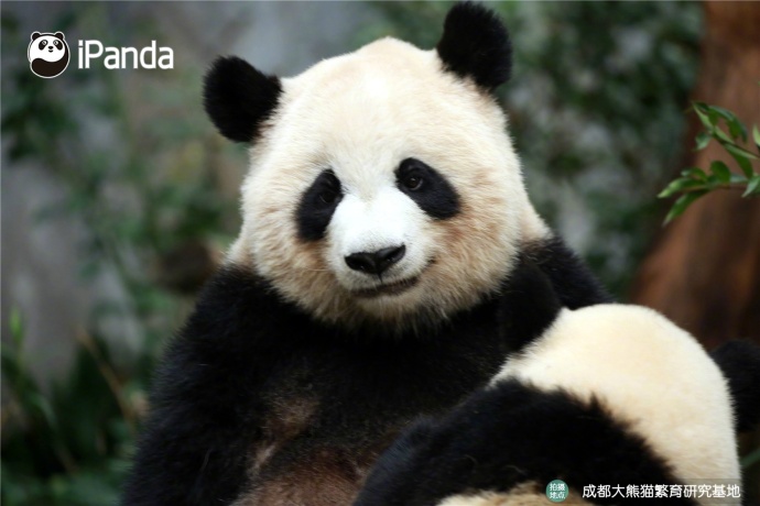 大熊猫文莉被宝宝缠上了