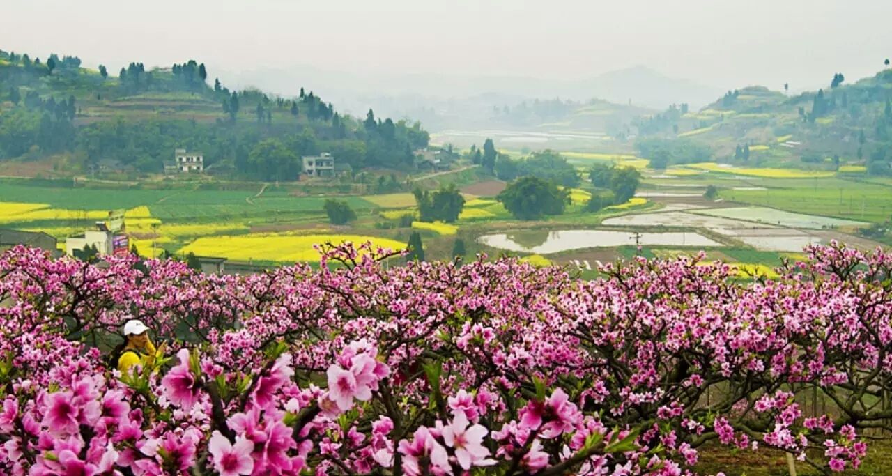 合川美丽宜居乡村:捧漫山李花桃花油菜花迎客