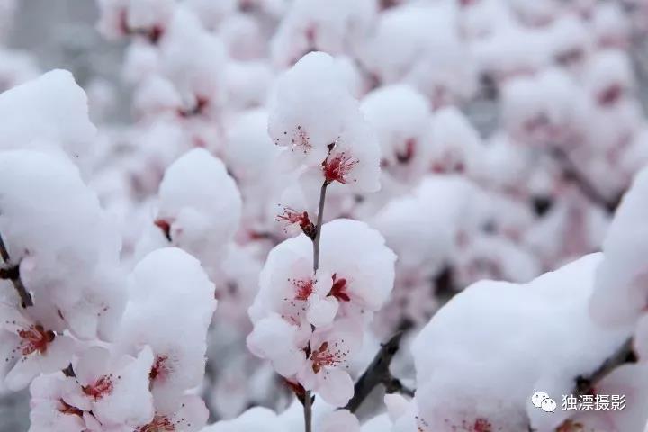 北京桃花雪