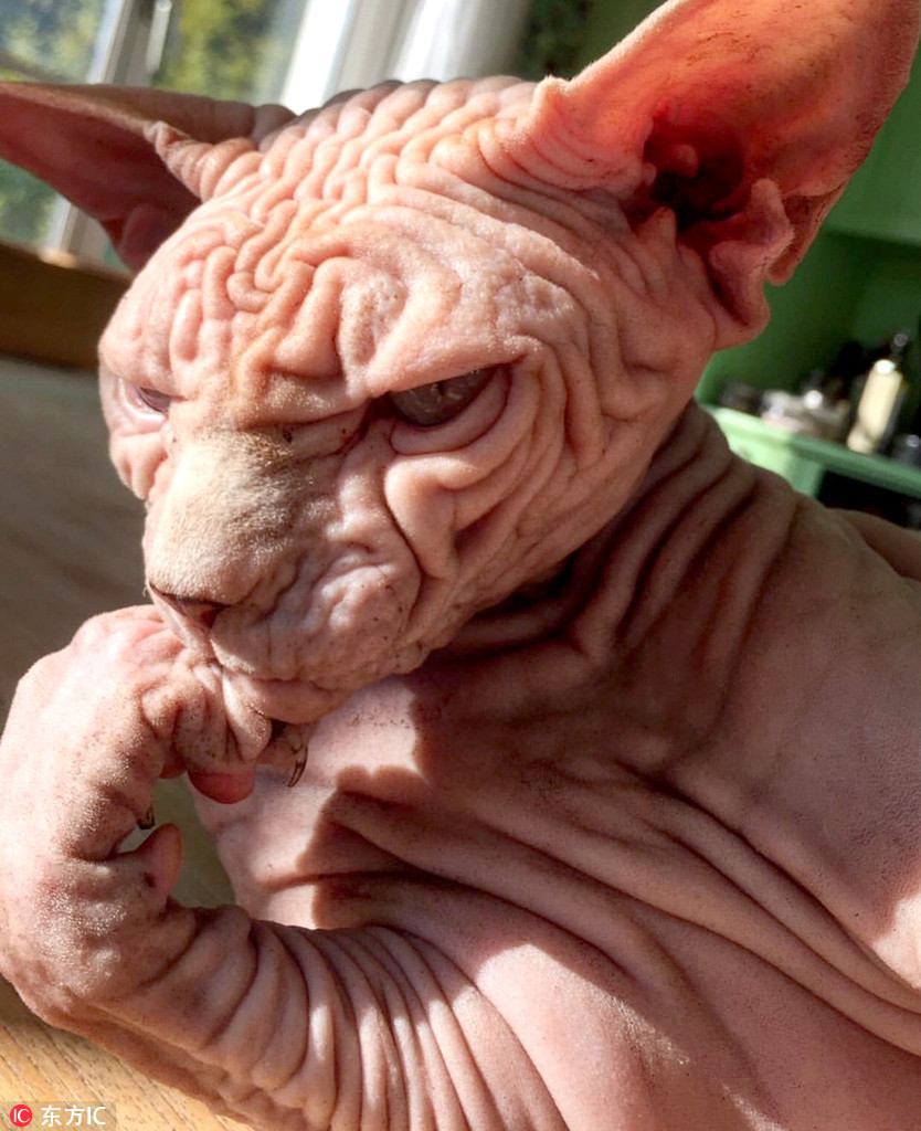 瑞士无毛猫xherdan图片爆红网络 满身皱纹疑似外星人宠物