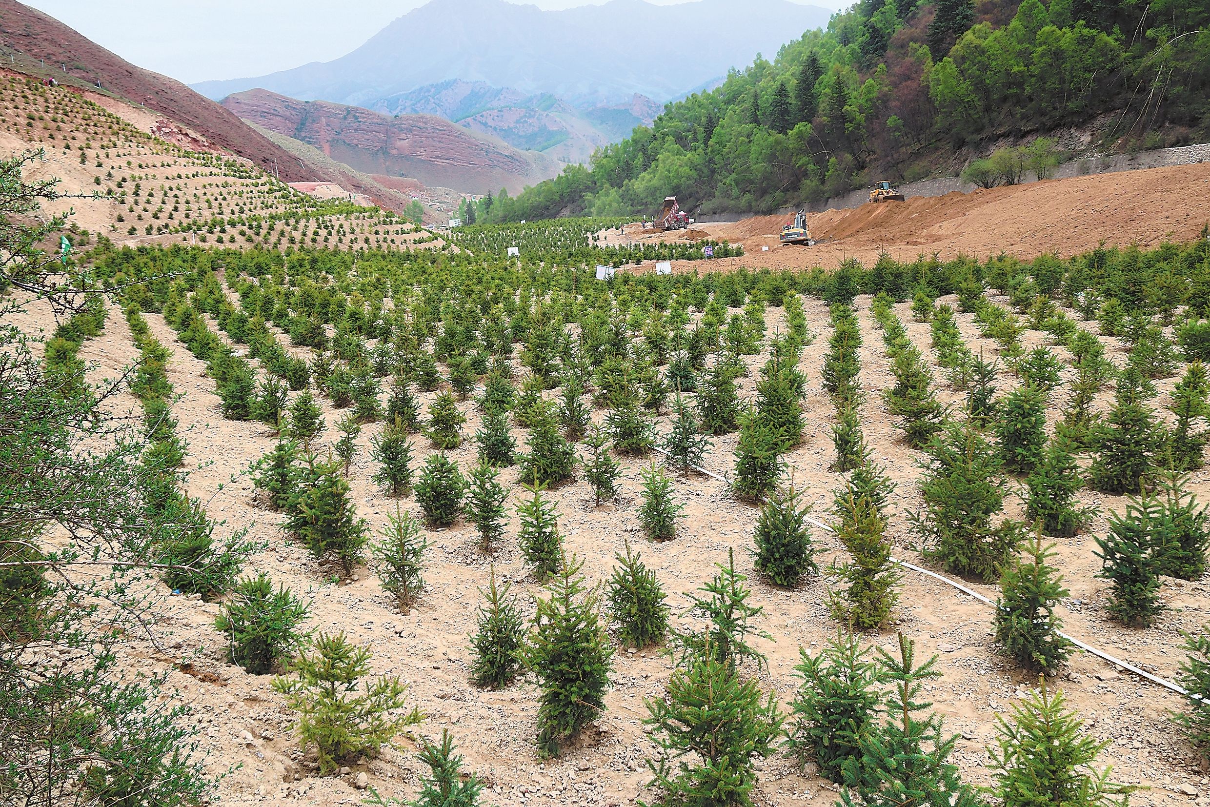 武威全力整改祁连山保护区生态环境 山绿了