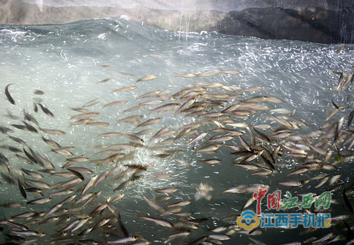 峡江水利枢纽鱼道运行效果好日均过坝1252尾鱼