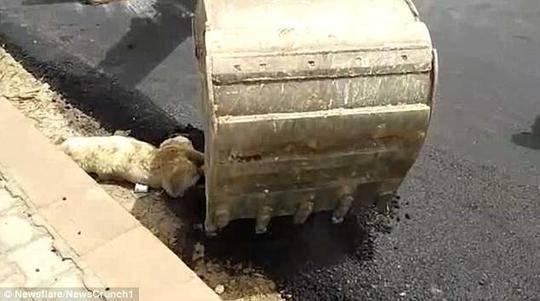 工人开压路机铺路流浪狗睡梦中被沥青黏住痛苦死去