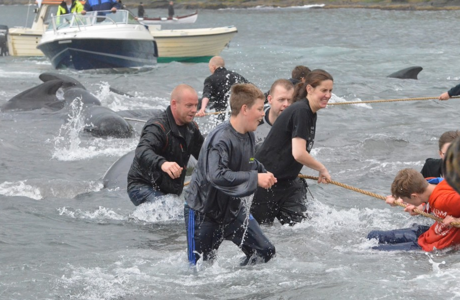 丹麦民众屠鲸狂欢