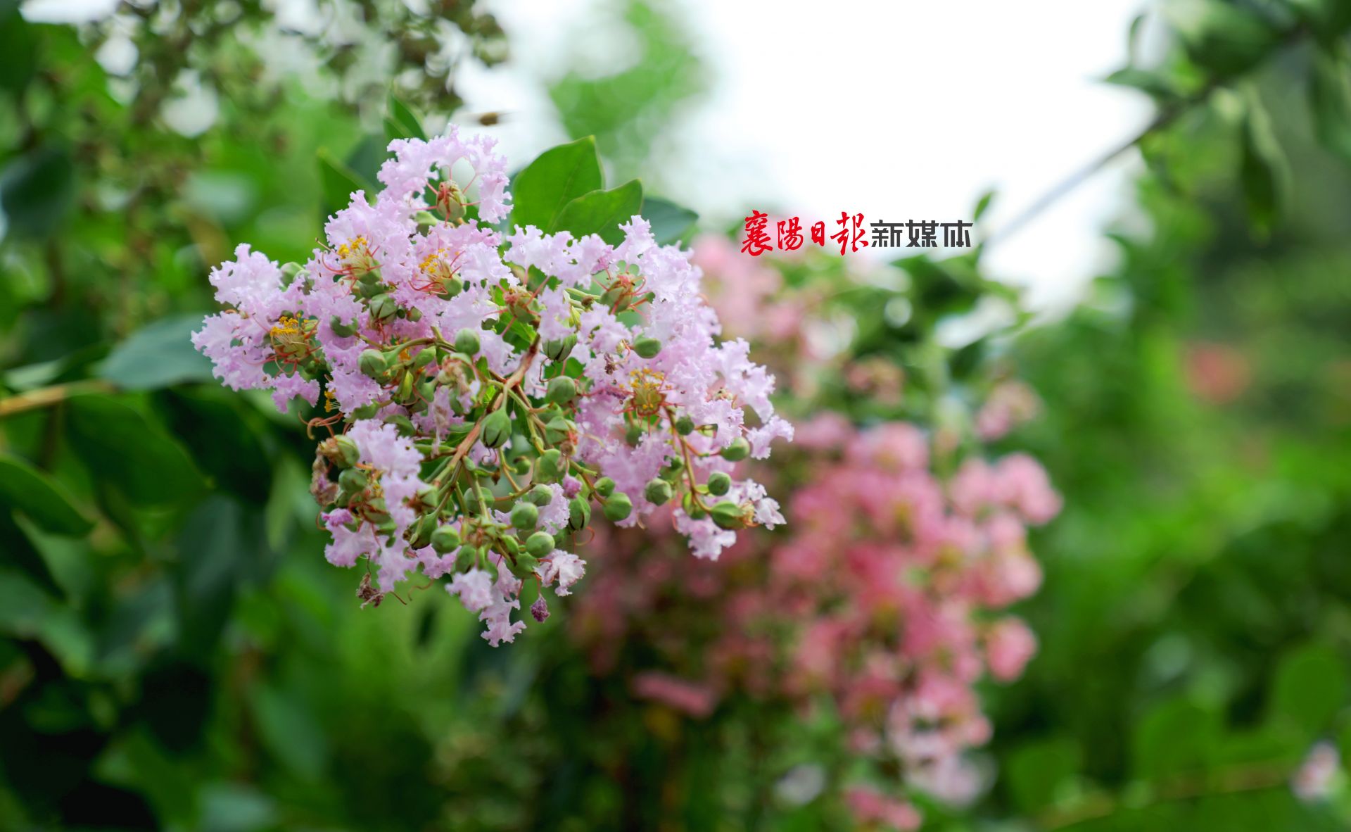 保康紫薇林花海 盛夏靚麗多姿彩