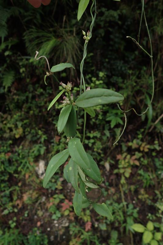 南山国家公园再现4种湖南新记录植物