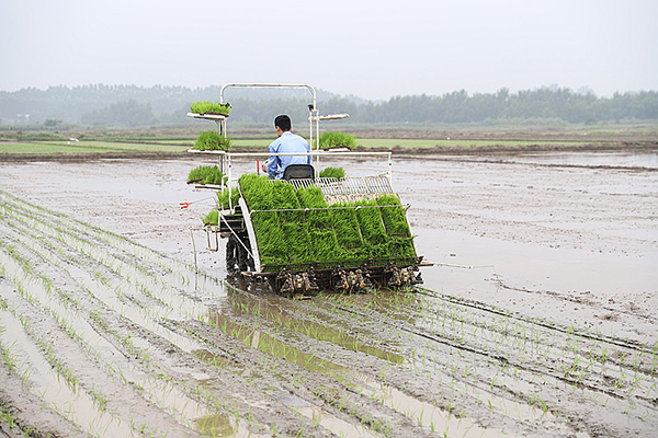 湛江海水稻发源地春耕插秧海红香米成为湛江符号
