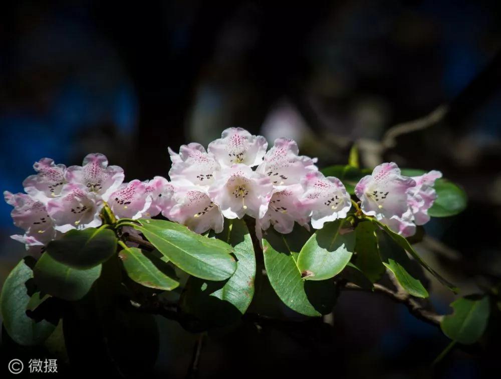 河南灵宝高山杜鹃满布中原第一巅