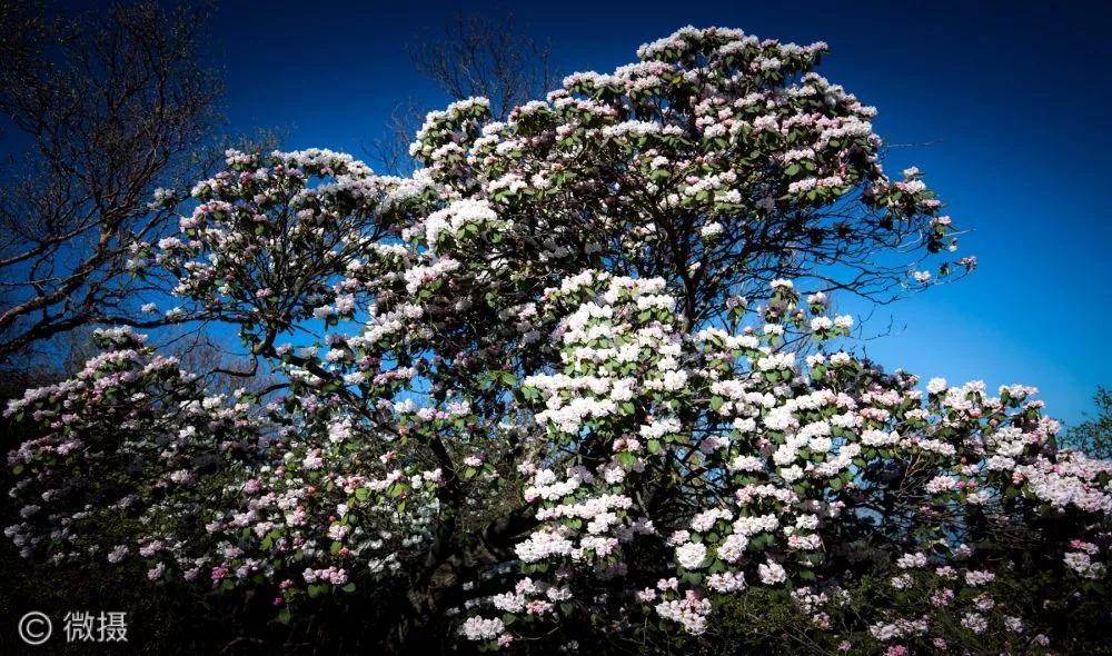 河南灵宝高山杜鹃满布中原第一巅