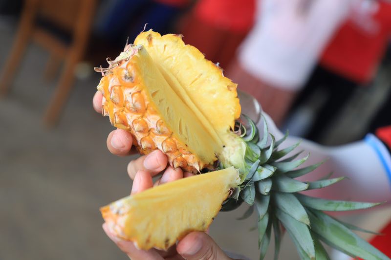 小凤梨大效益海南兴国黄金果种出百姓幸福的甜与蜜